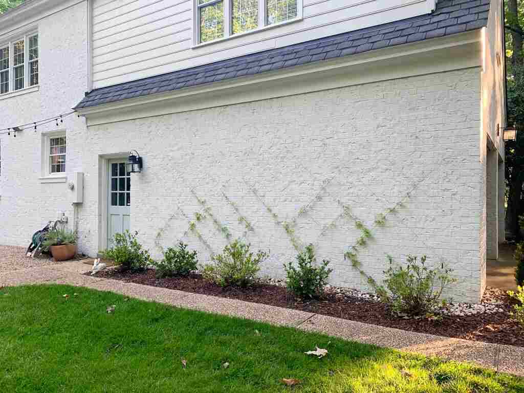 DIY Trellis